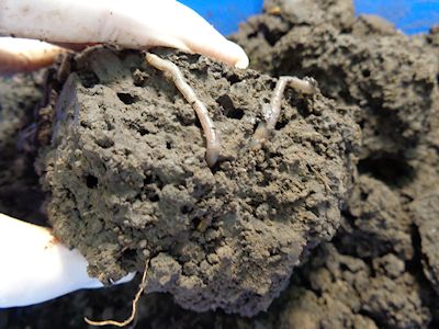 lombrices_de_tierra_vs_contaminantes_en_suelos